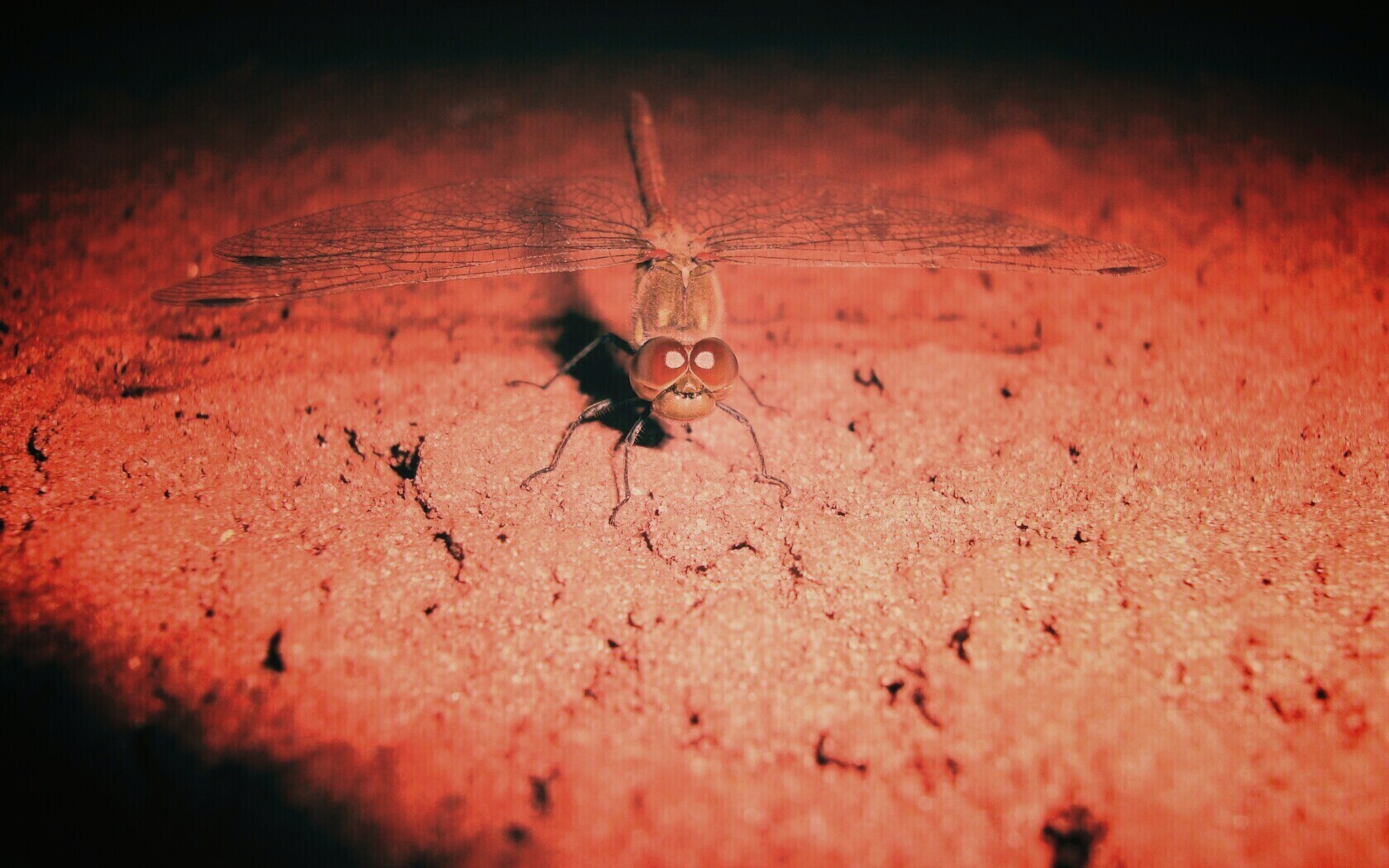 Стрекоза обои