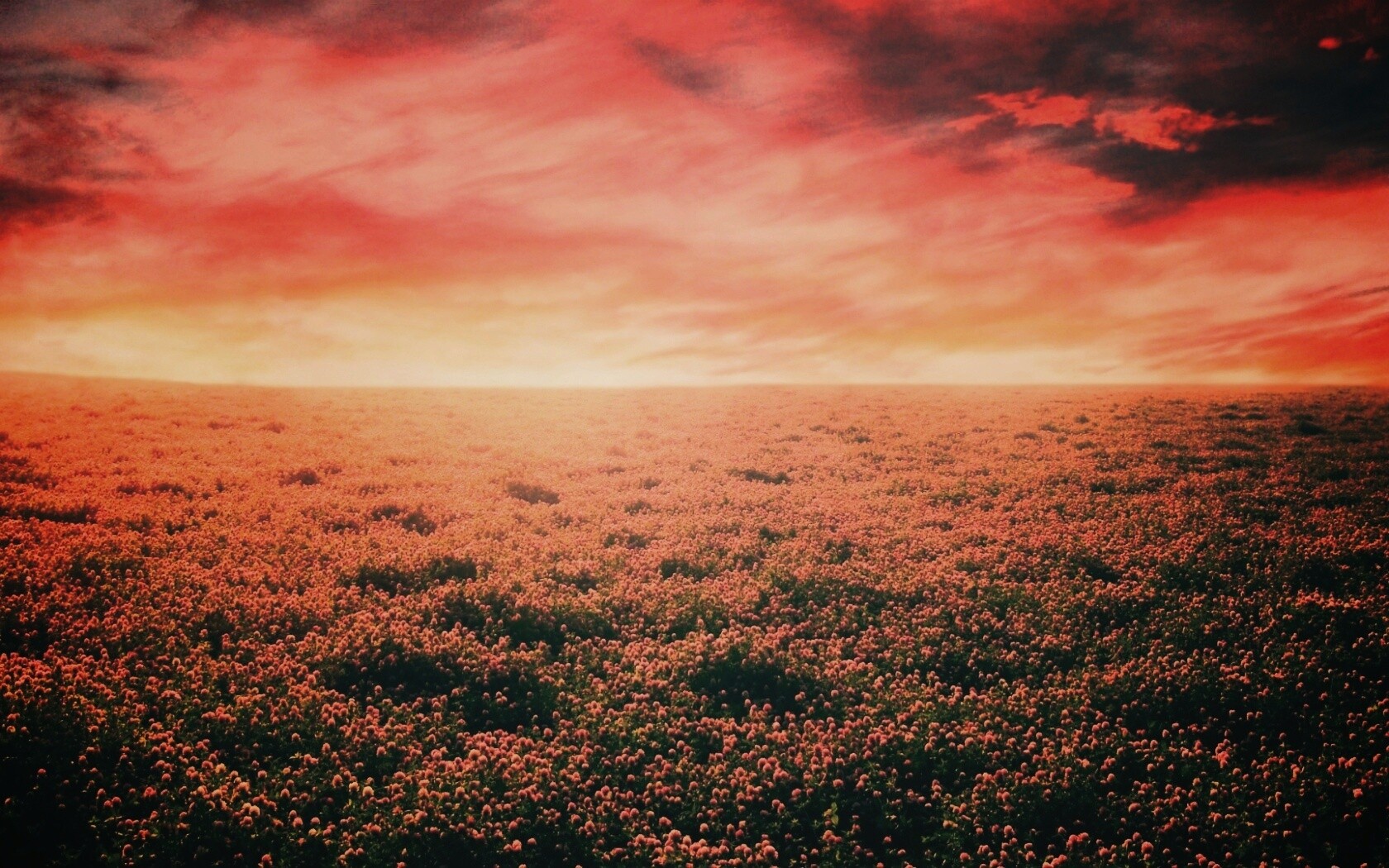 Закатное небо над цветочным полем обои