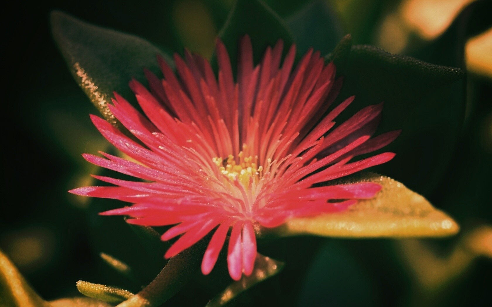 Чудесный цветок обои