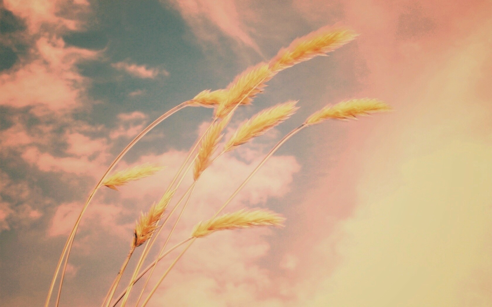 Колосья обои