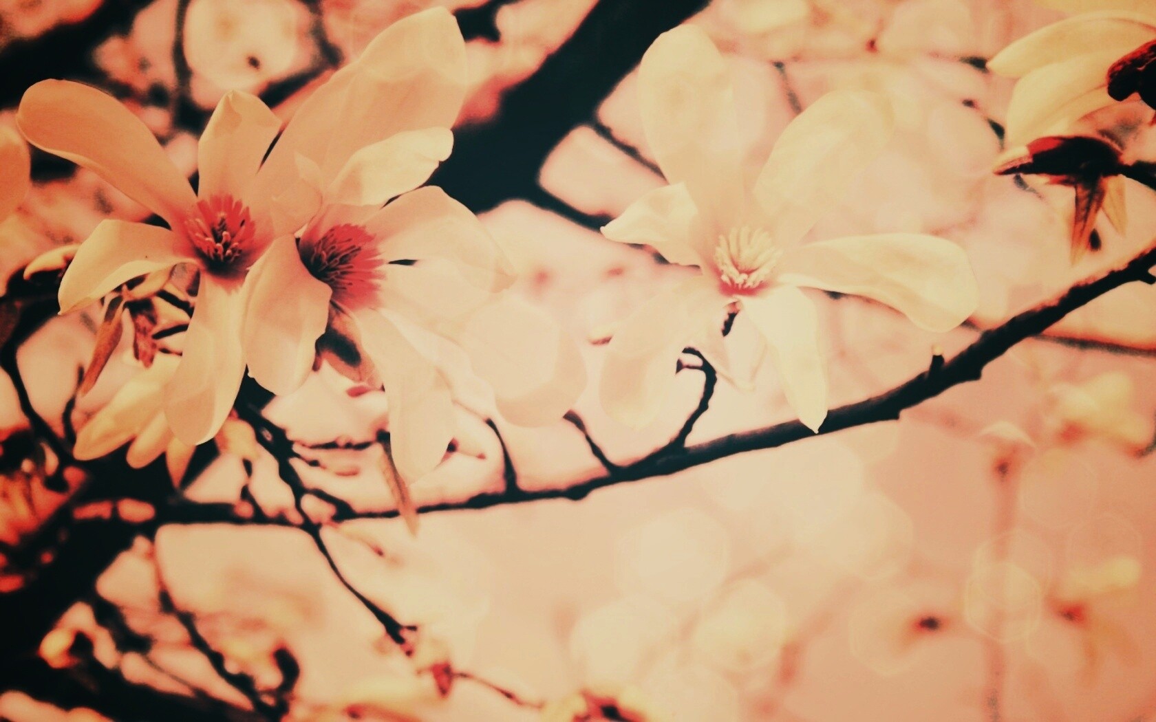 Цветы вишневого дерева обои