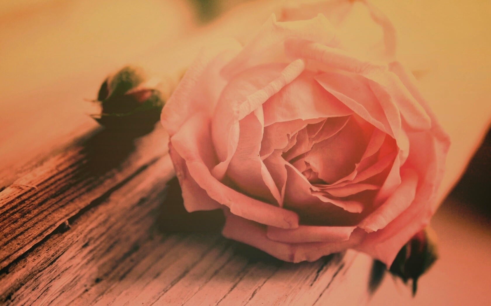 Бутон нежной розы обои