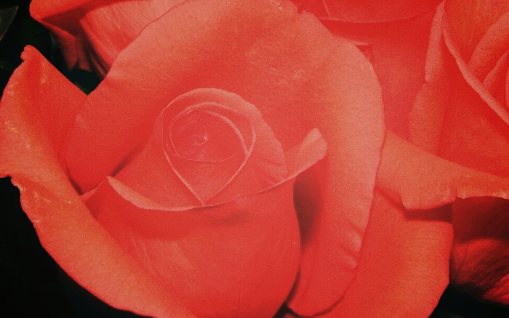 Бутон розы обои