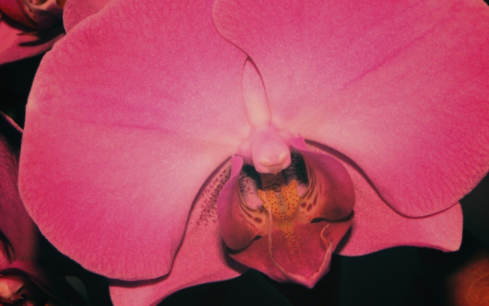 Фиолетовая орхидея обои