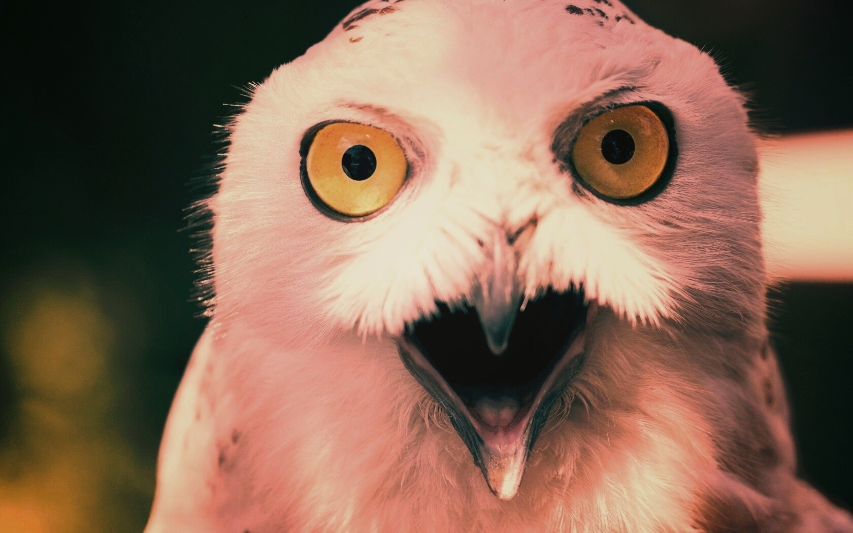 Сова в шоке! обои