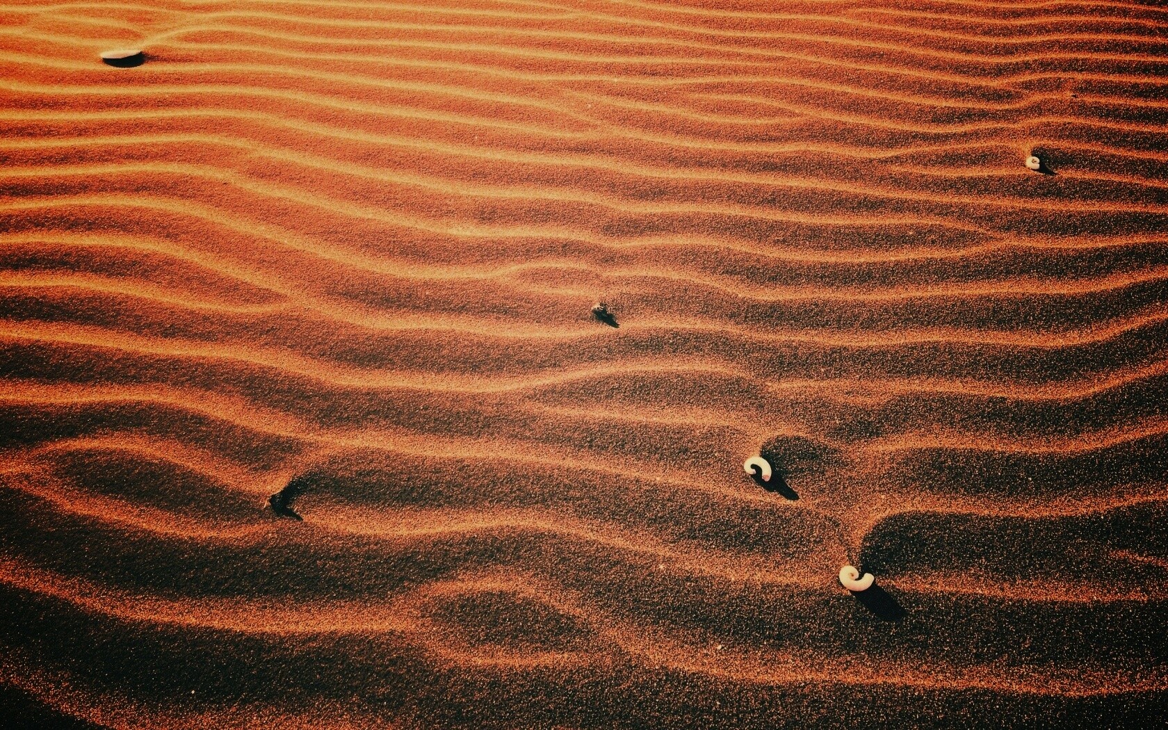 Песок и раковины обои