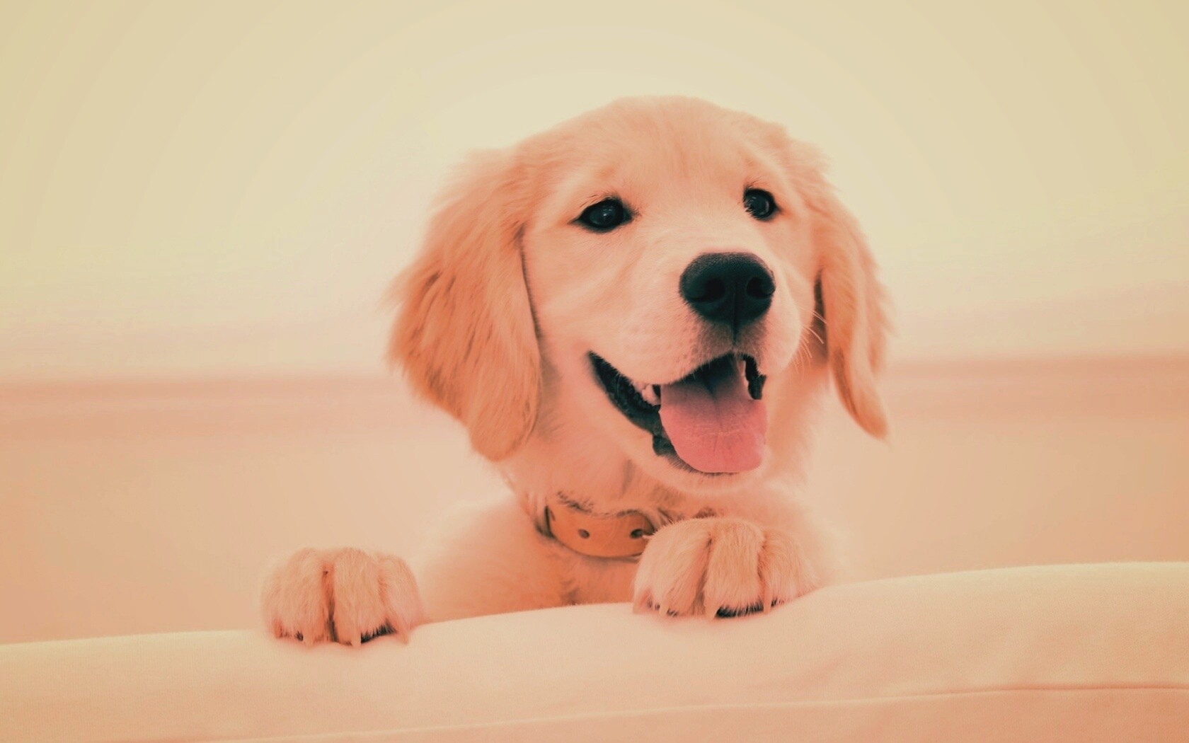Щенок голден ретривера обои