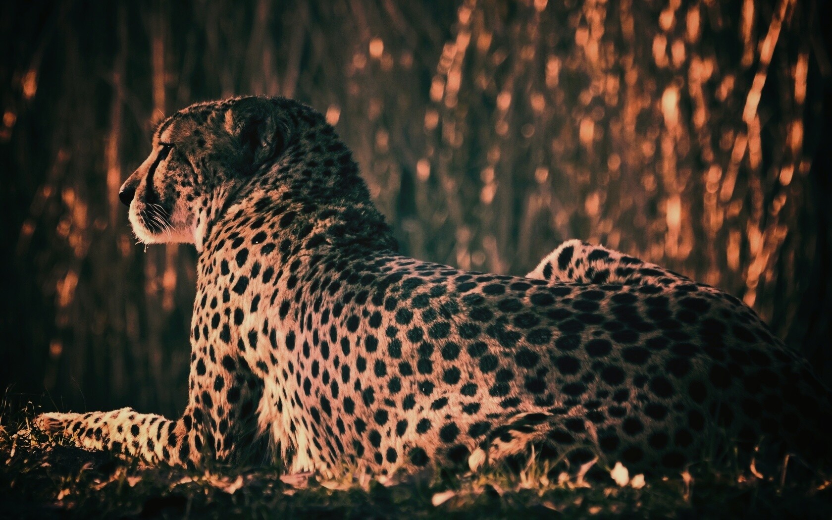 Гепард обои