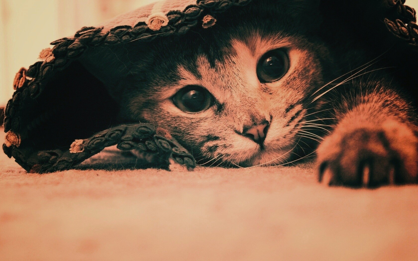 Кот под ковриком обои