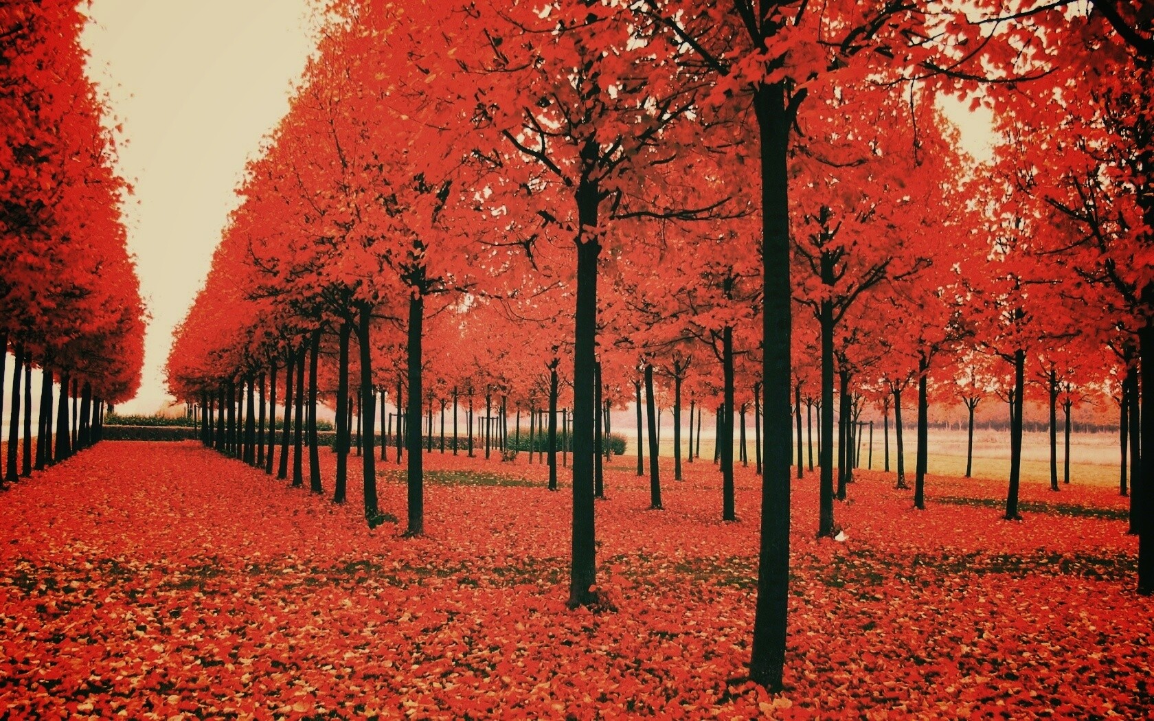 Скачать бесплатно осень обои