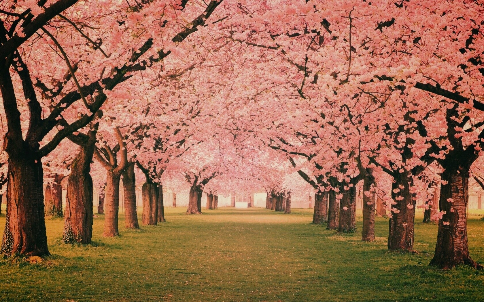 Розовая аллея обои