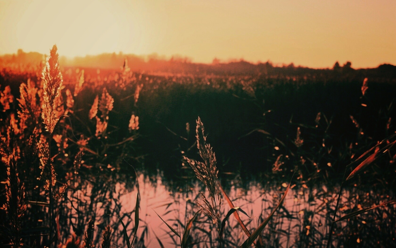 Заросшее озеро обои