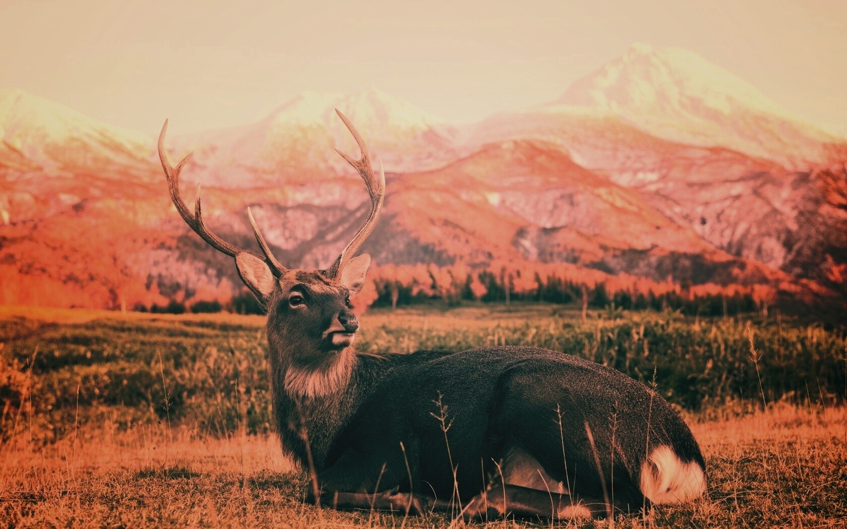 Олень отдыхает в предгорьях обои