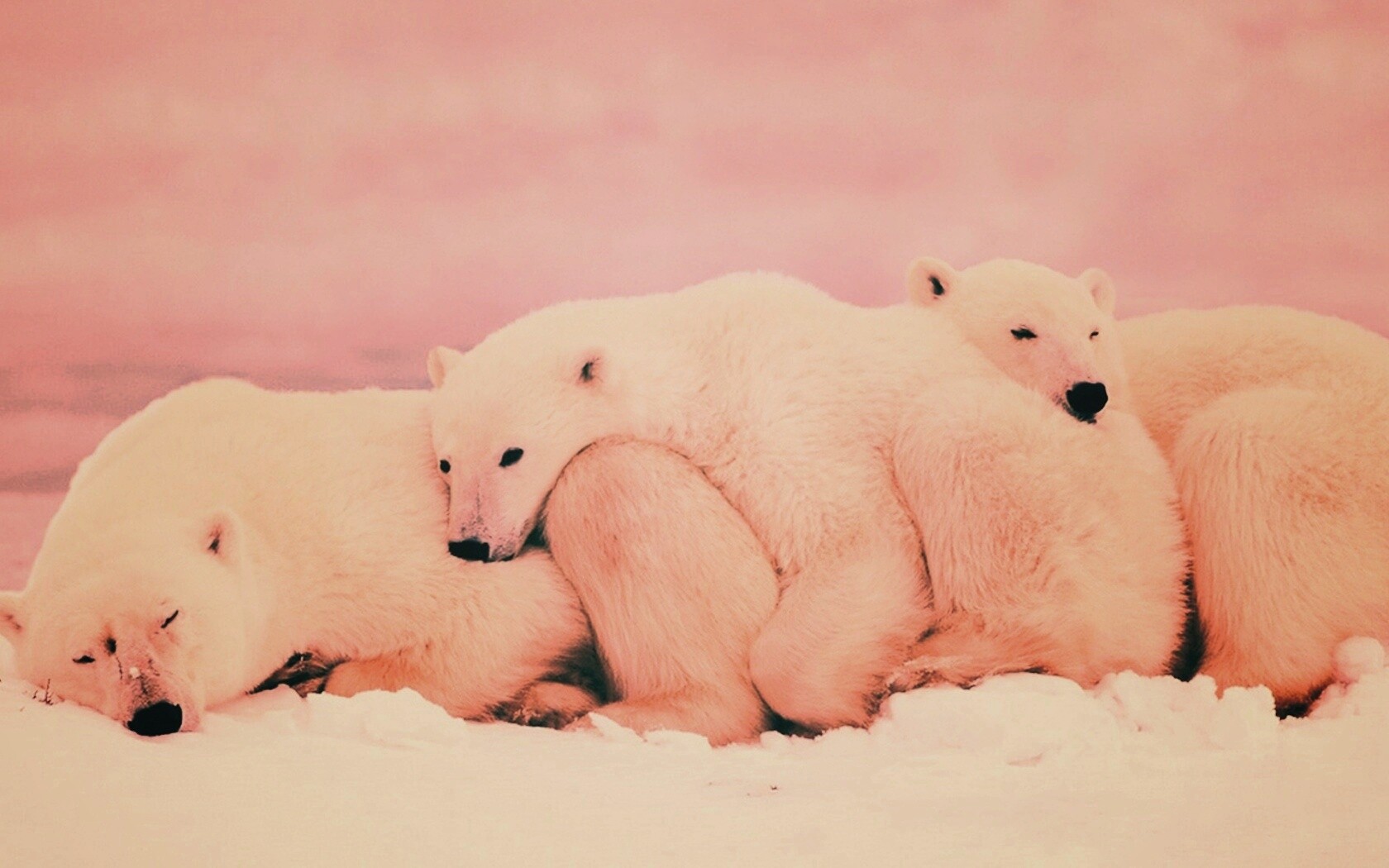 Белые мишки спят обои