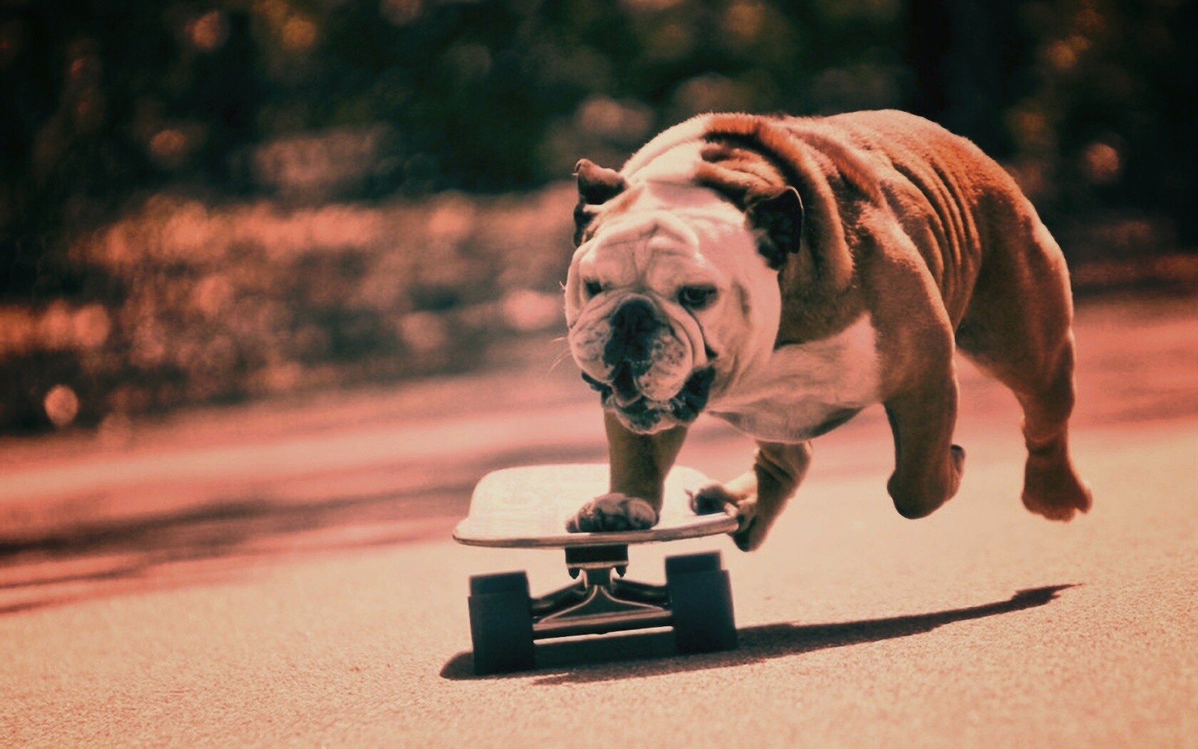 Собака на скейтборде обои