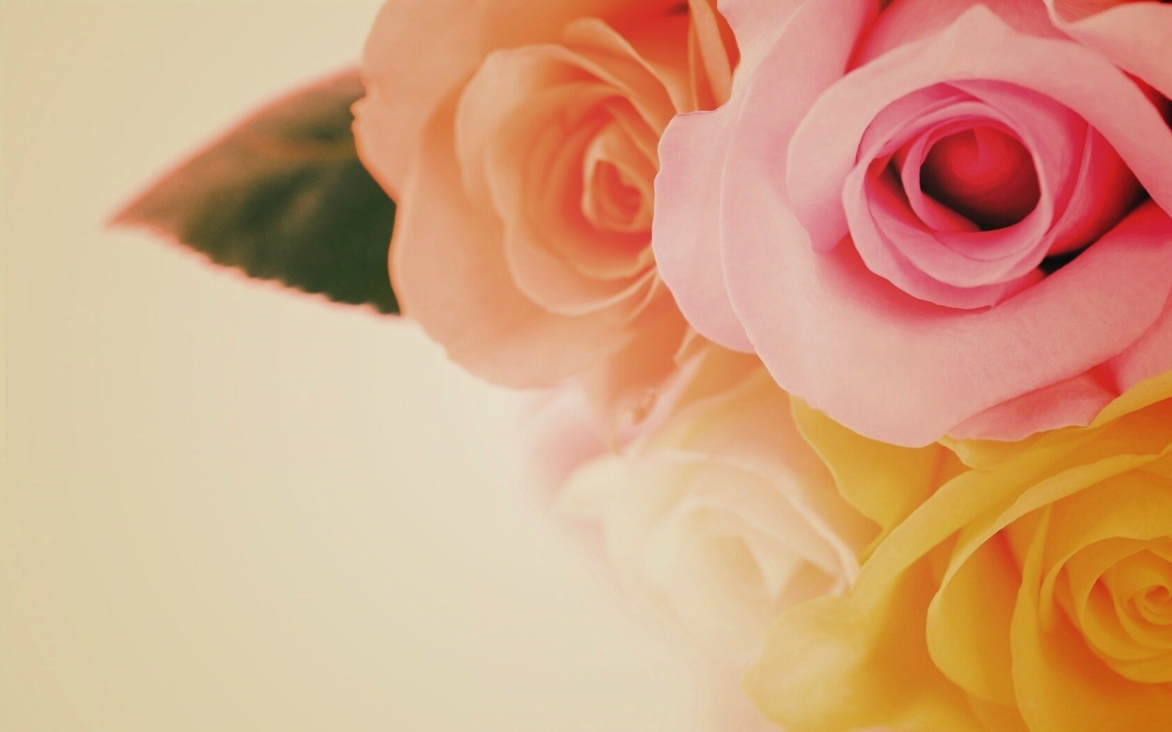 Букет разноцветных роз обои