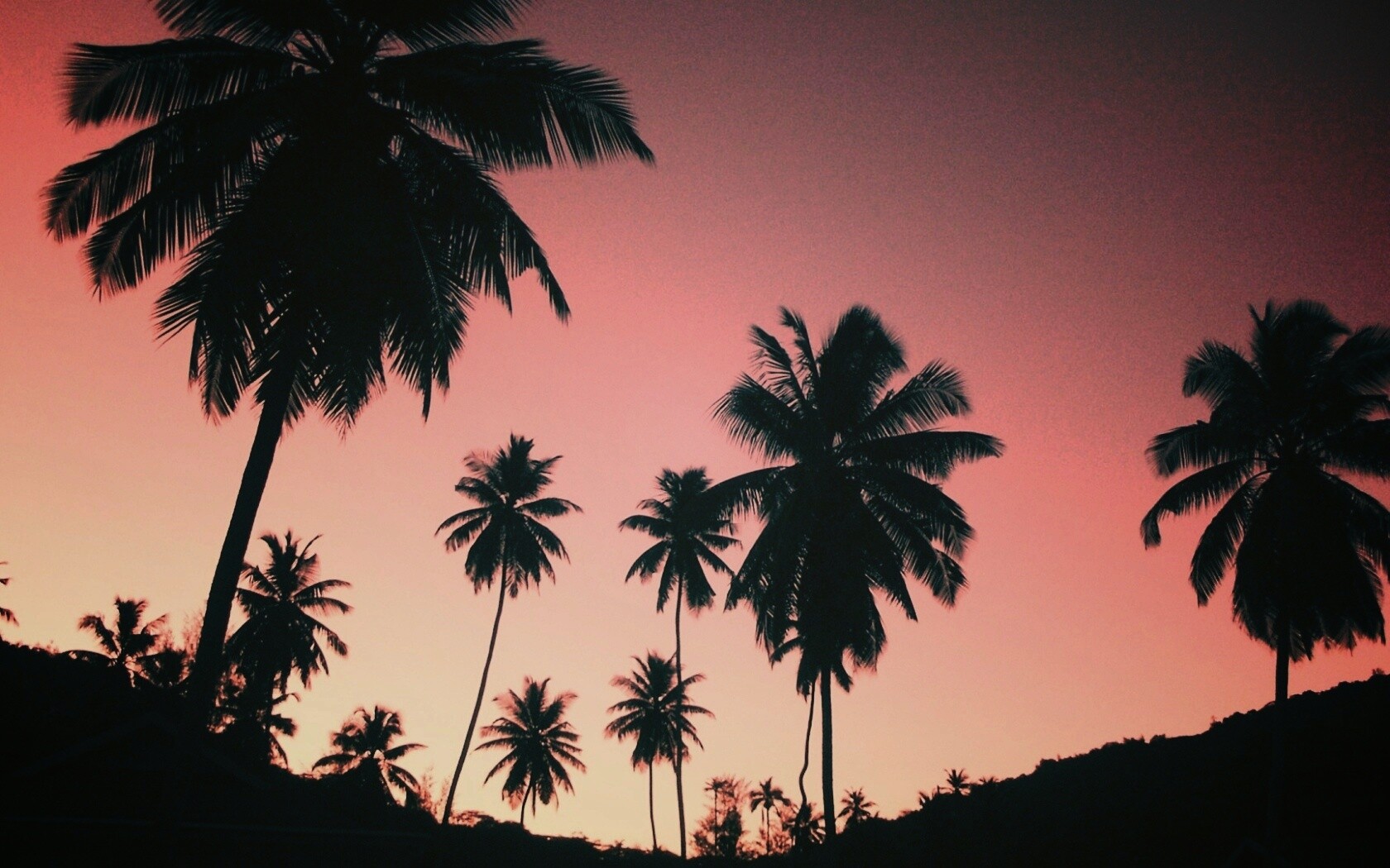 Пальмы на фоне фиолетового неба обои