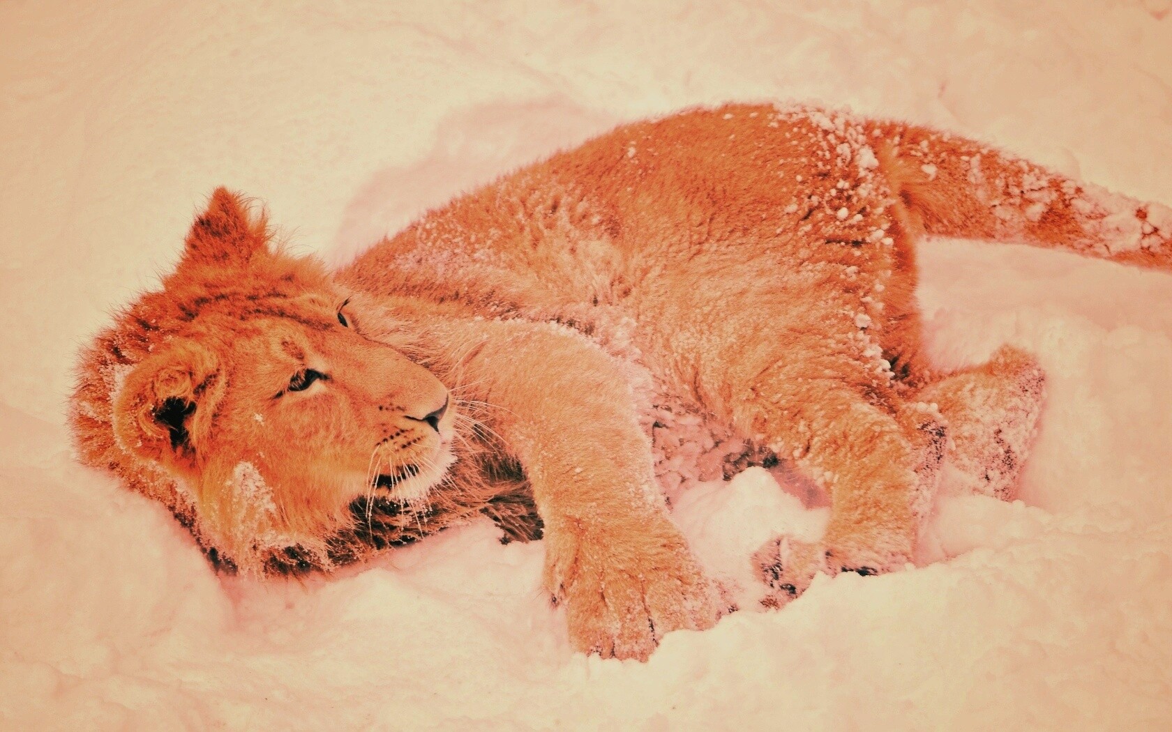 Львёнок в снегу обои