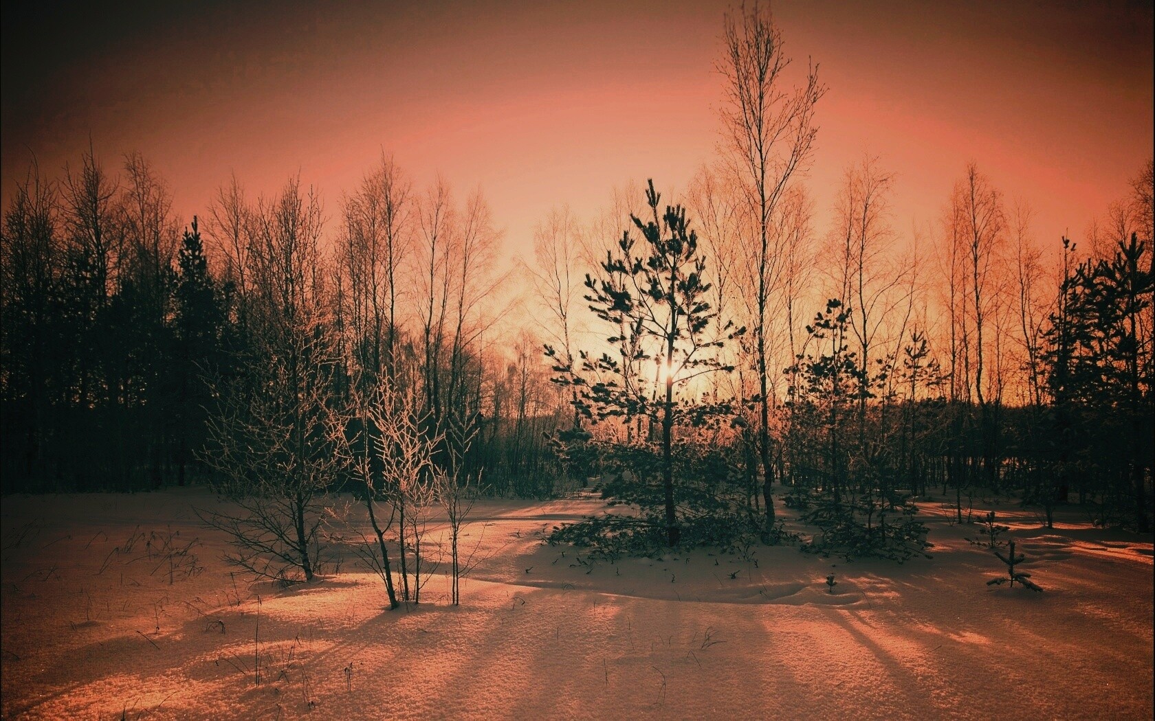 Зимний лес обои