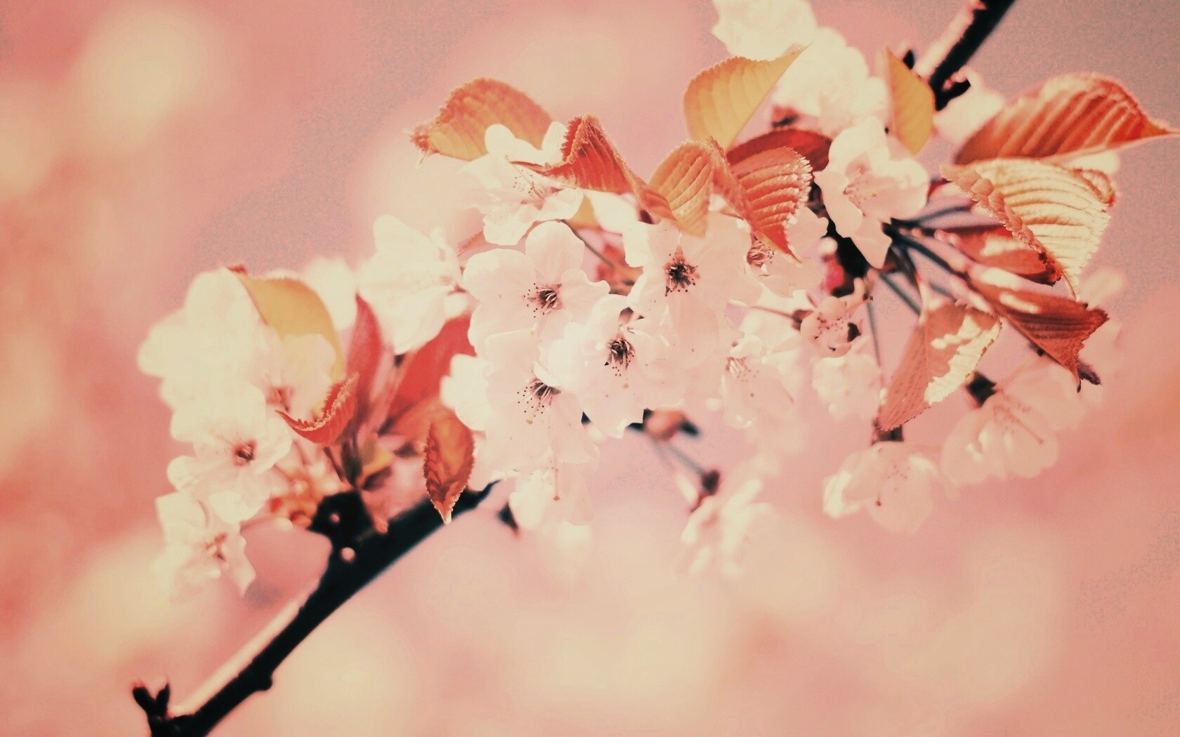 Белые цветы вишни обои