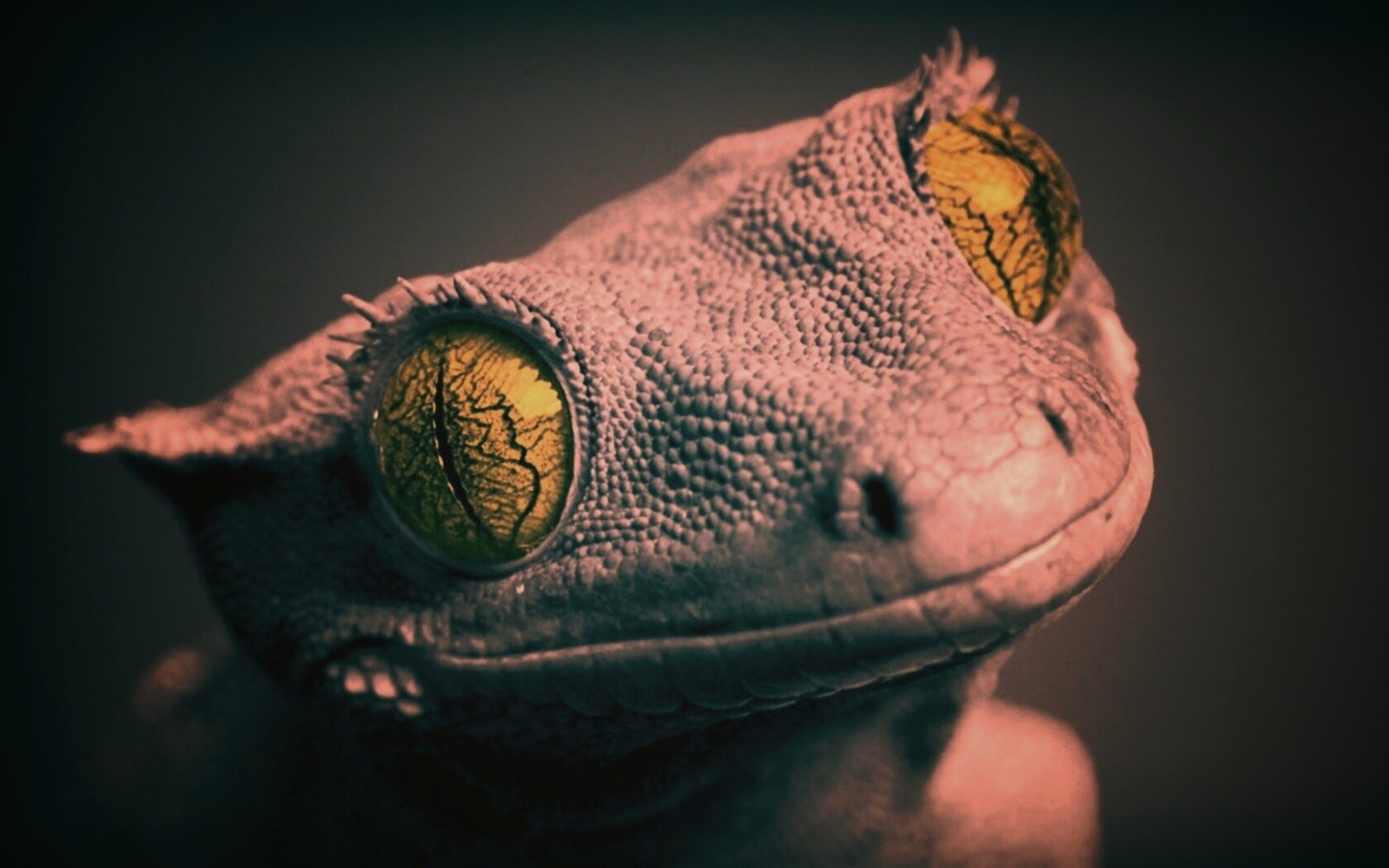 Ящерка обои