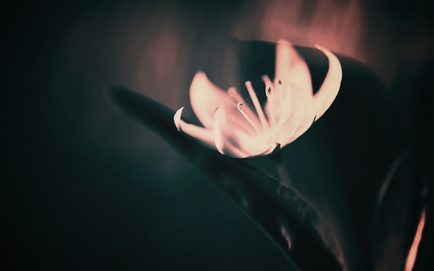 Белый цветок обои