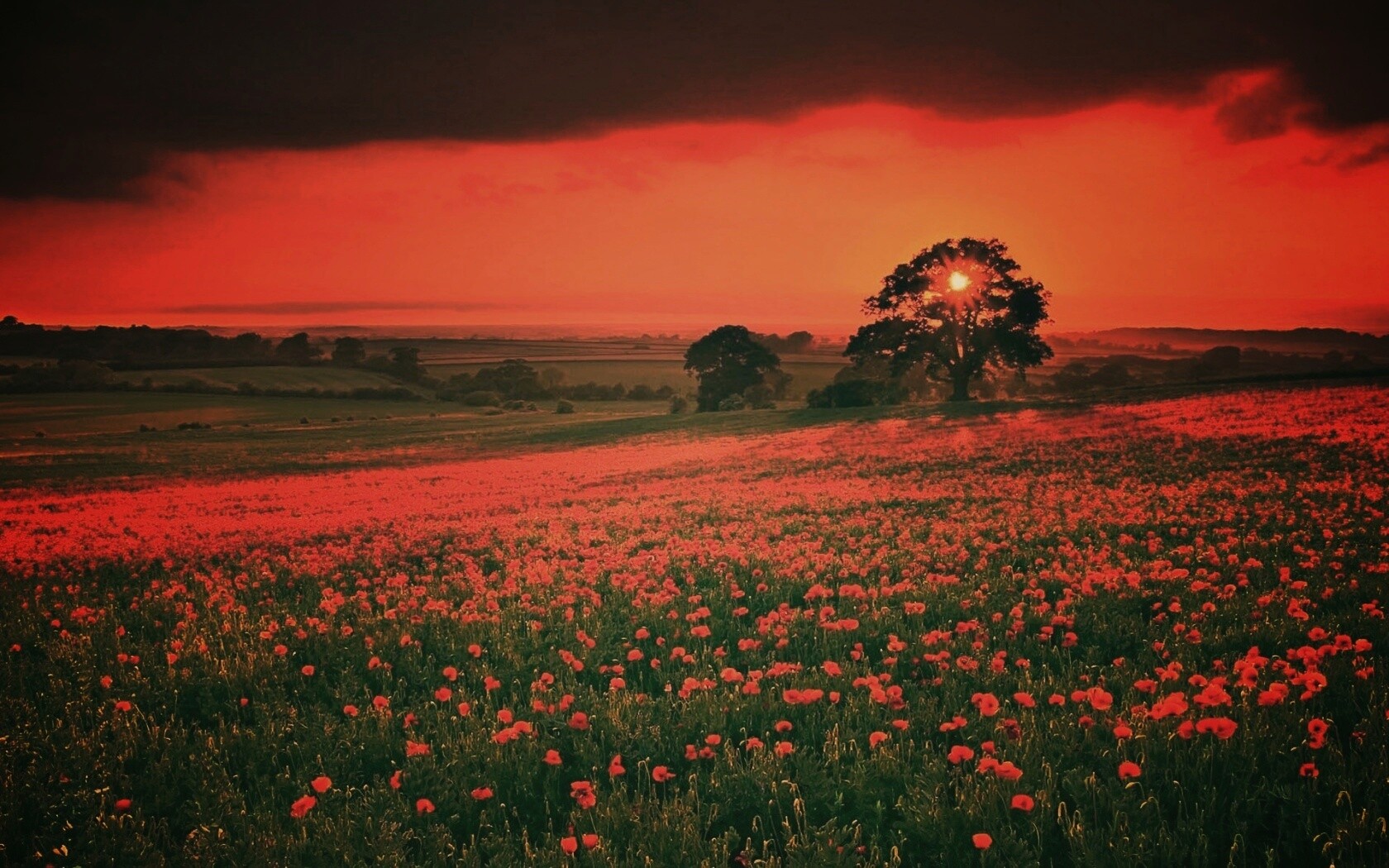 Закат на поле красных цветов обои