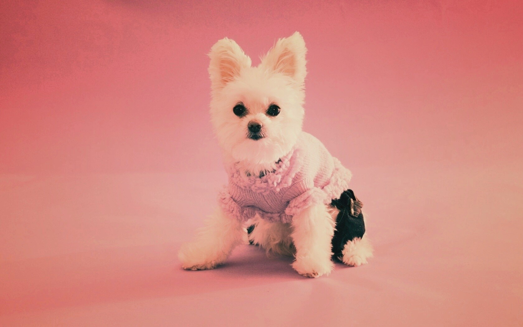 Собачка в свитере обои