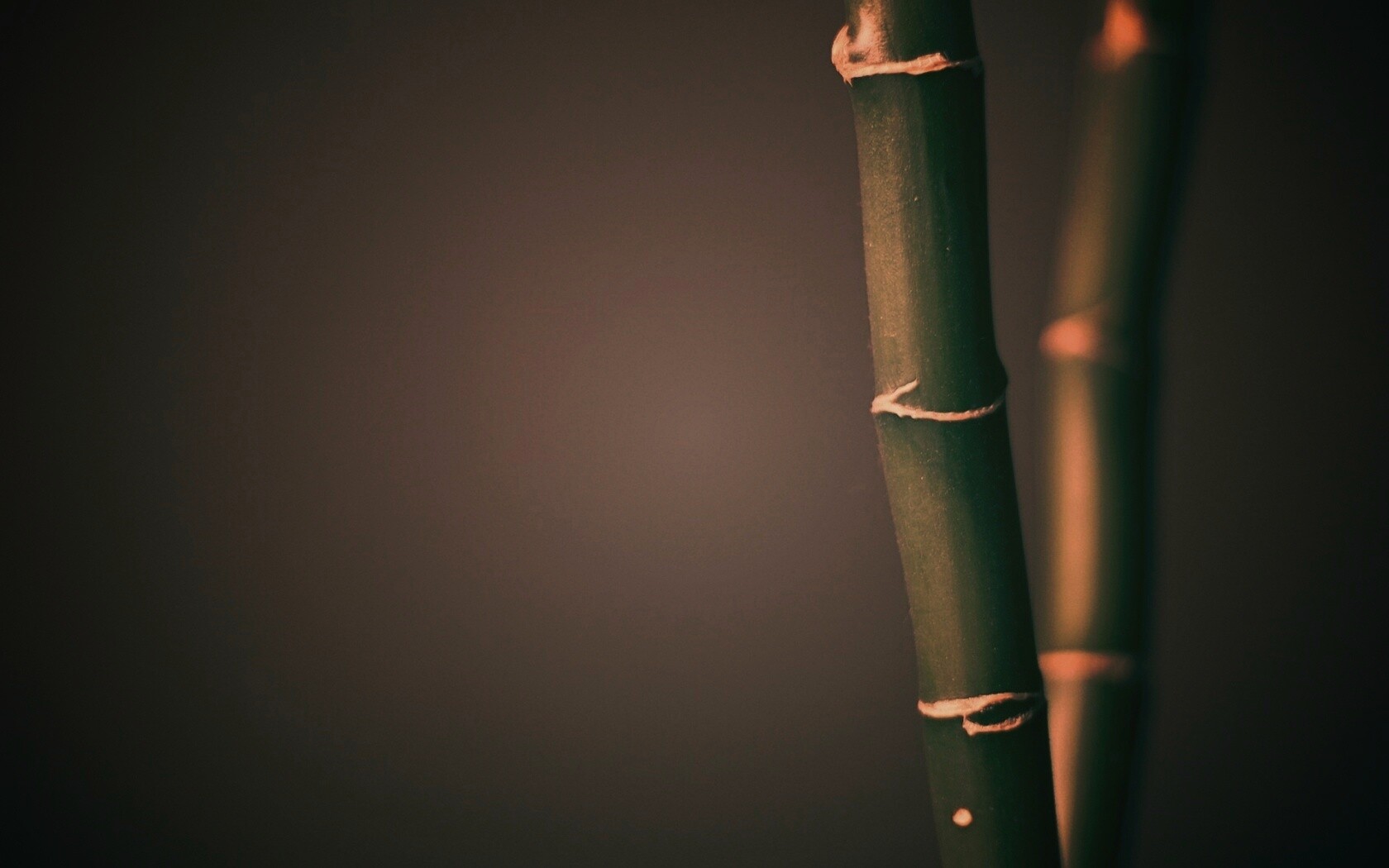 Макро фото стебля бамбука обои