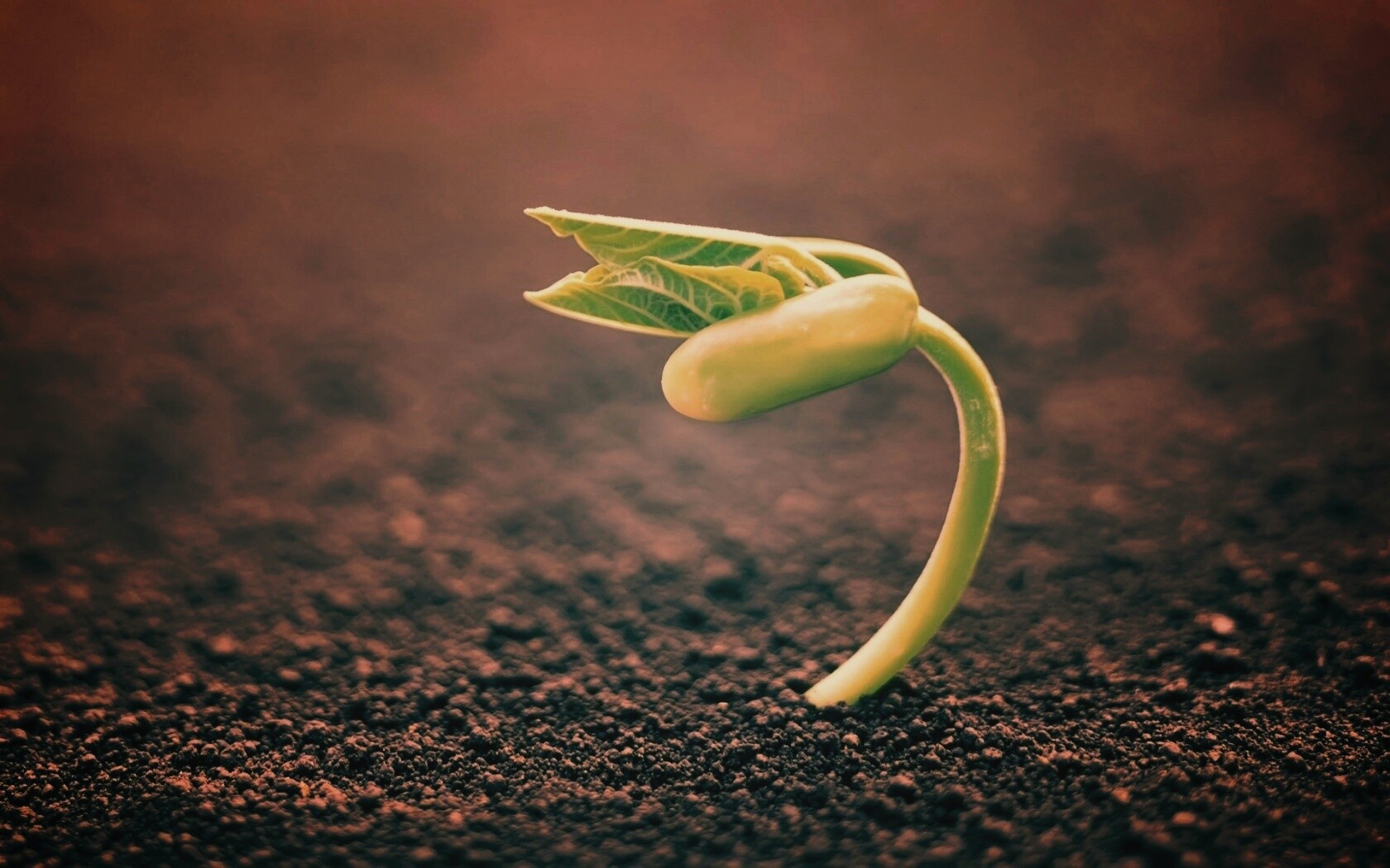 Макро фото зелёного росточка обои