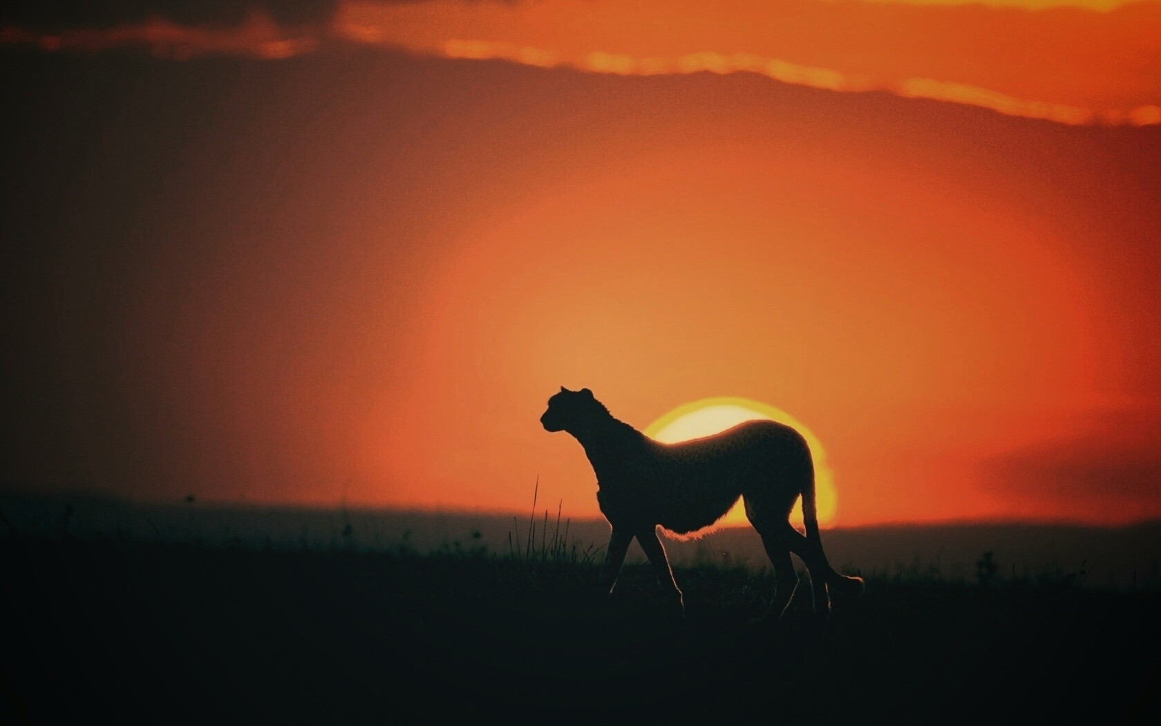 Гепард на закате обои