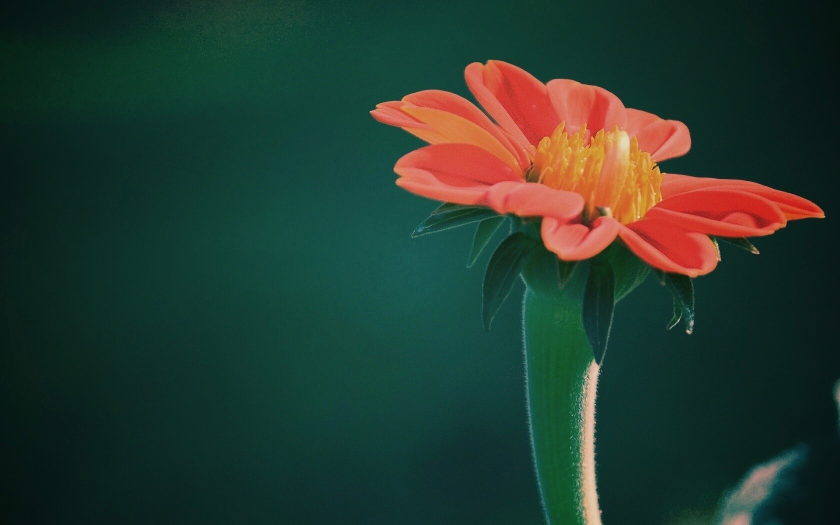 Красивый красный цветок обои