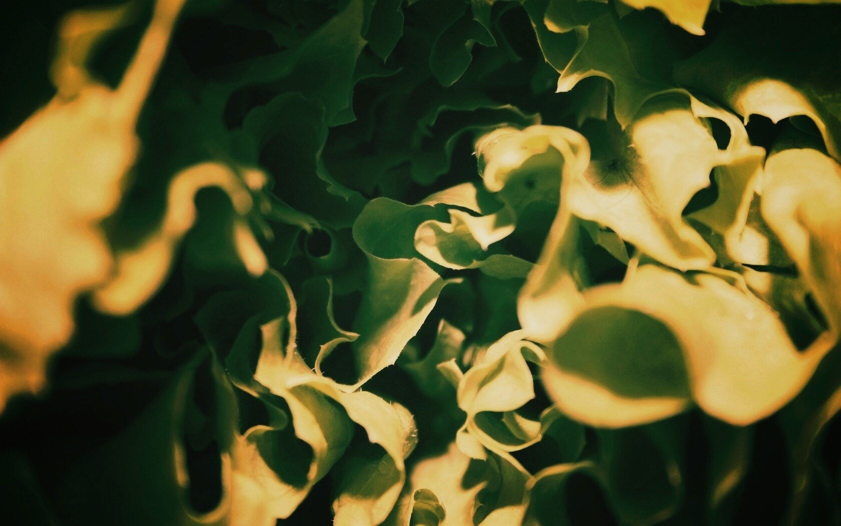 Зеленая листва обои