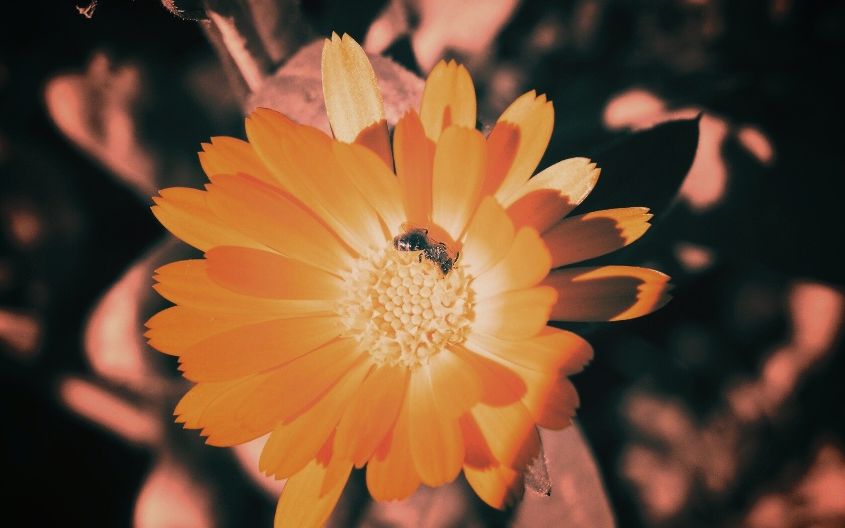 Оса на цветке обои