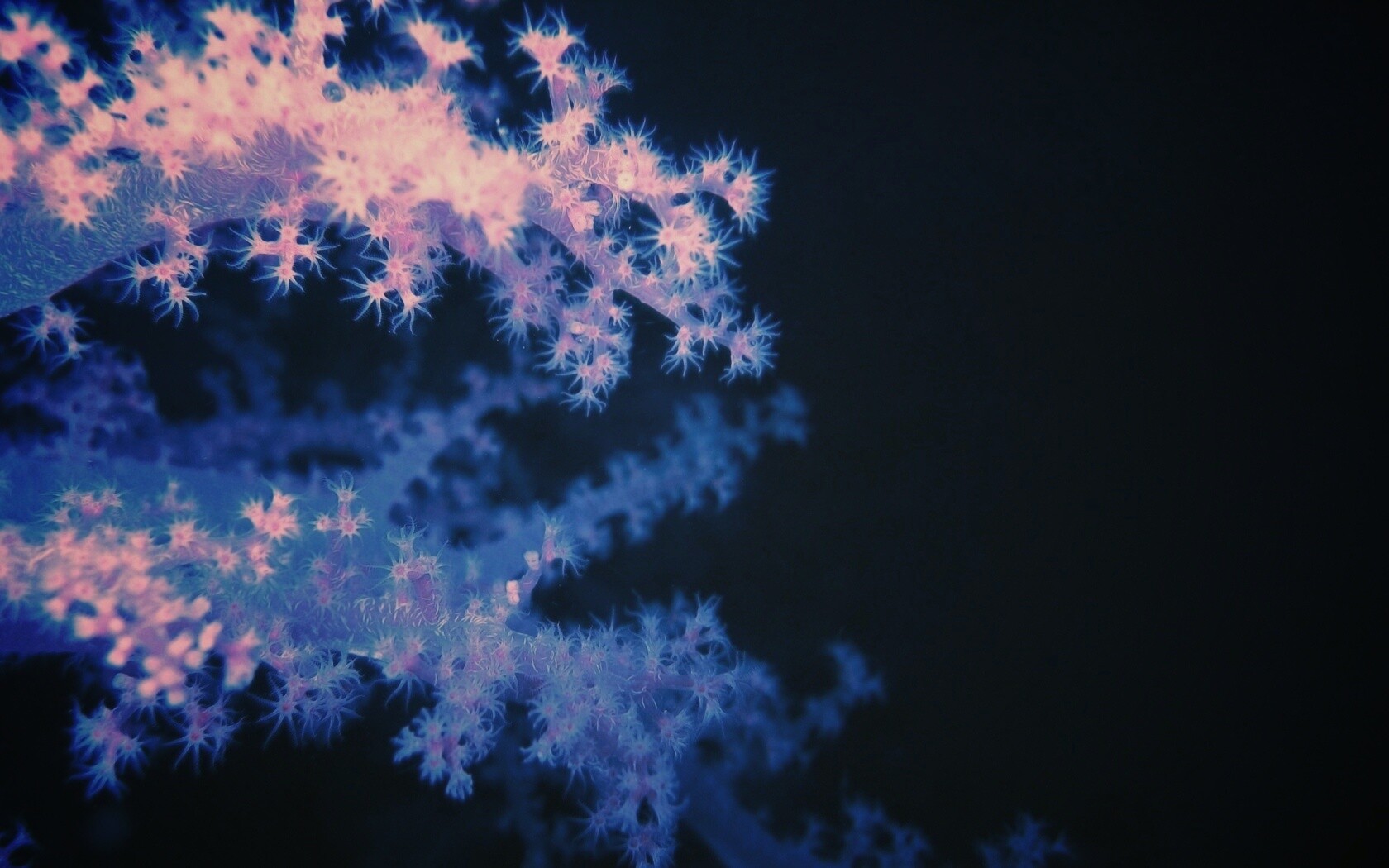 Кораллы обои