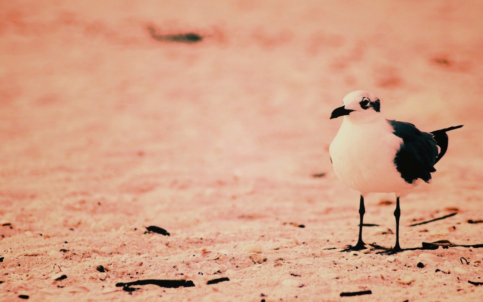 Важная чайка обои