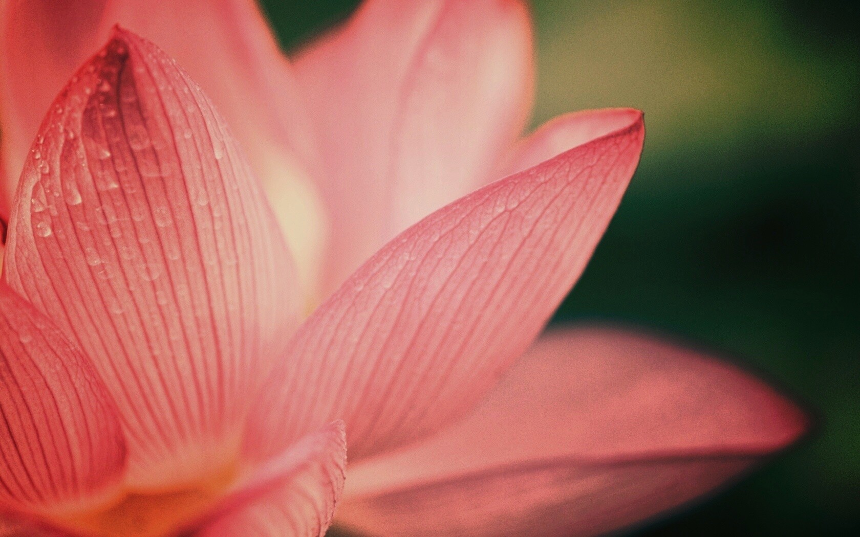 Лепестки цветов обои