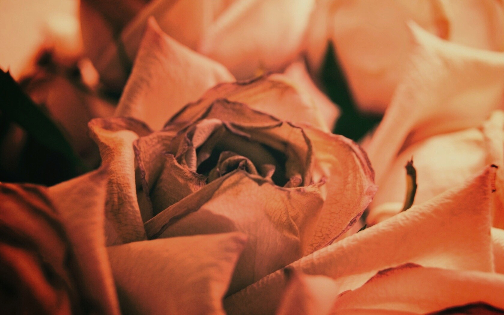 Увядающая роза обои