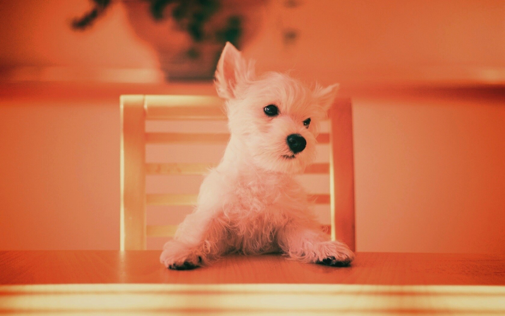 Щенок на стуле обои