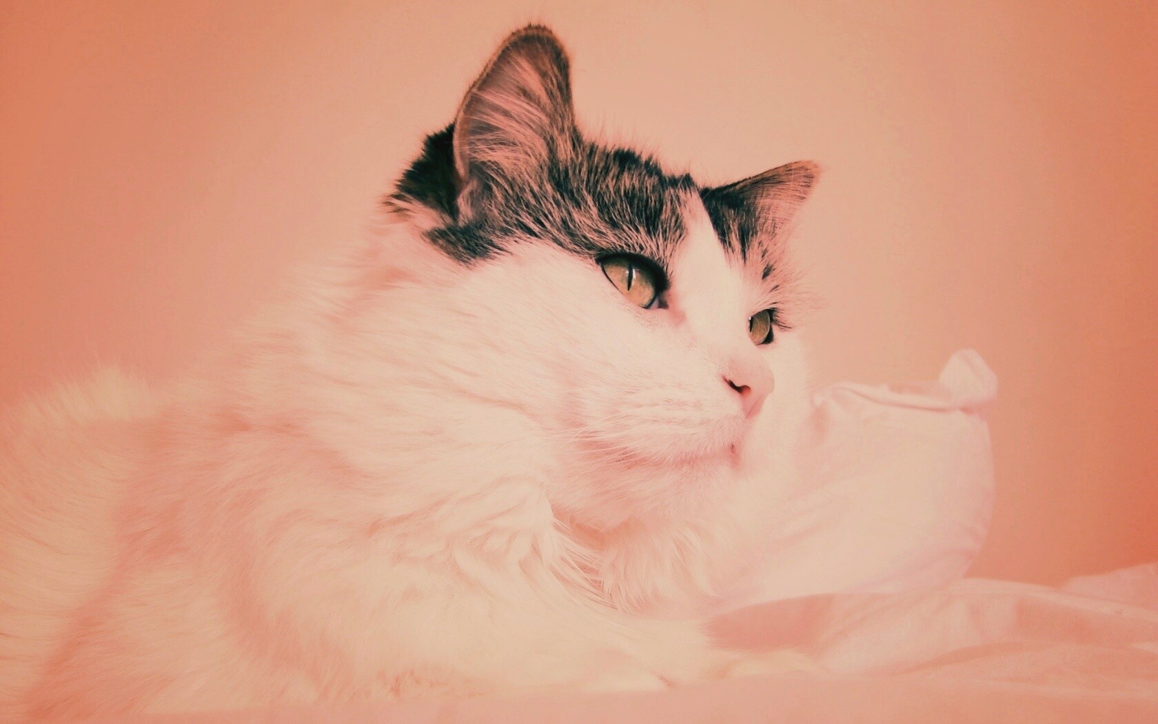 Белый кот с серой макушкой обои