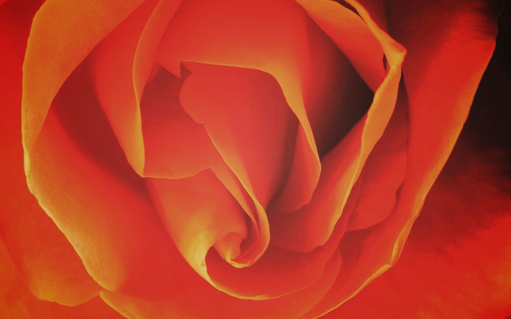 Макро фотка бутона обои