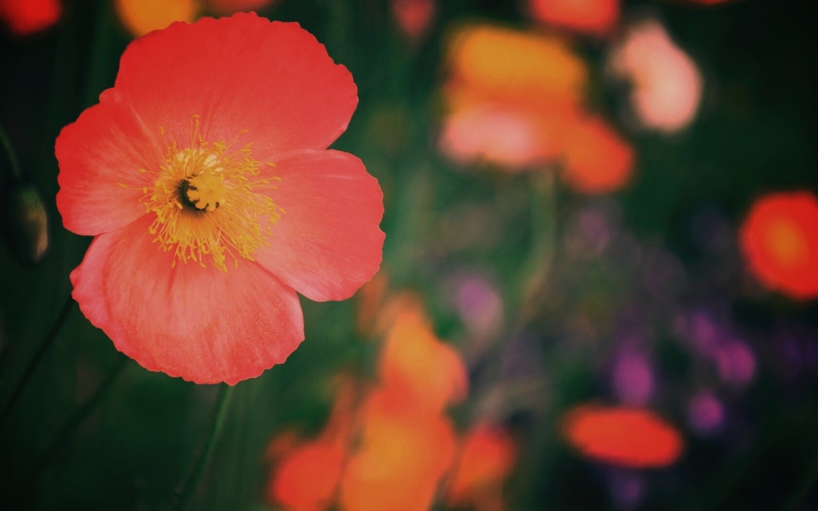 Красивый красный цветок обои