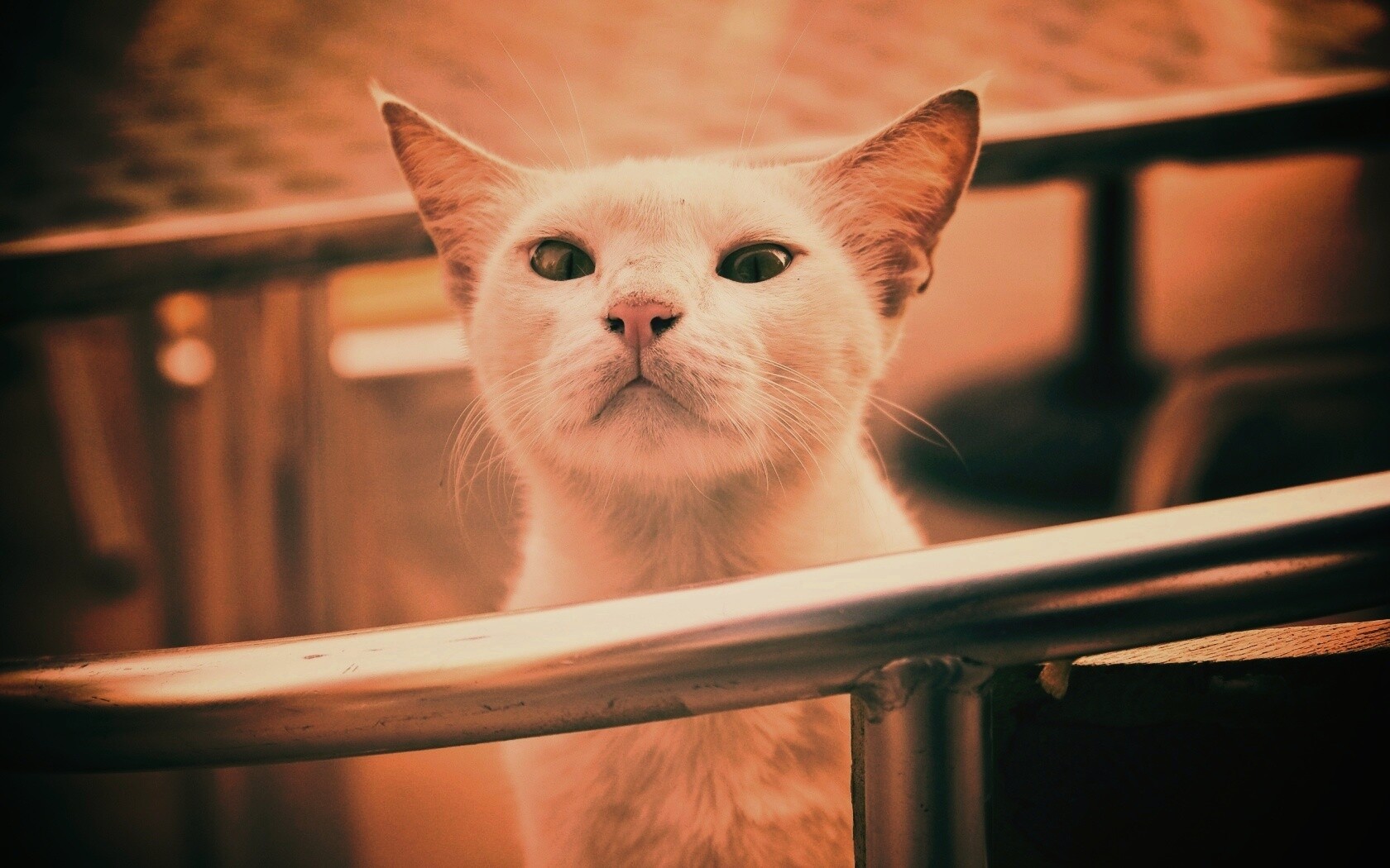 Настороженно принюхивающийся кот обои