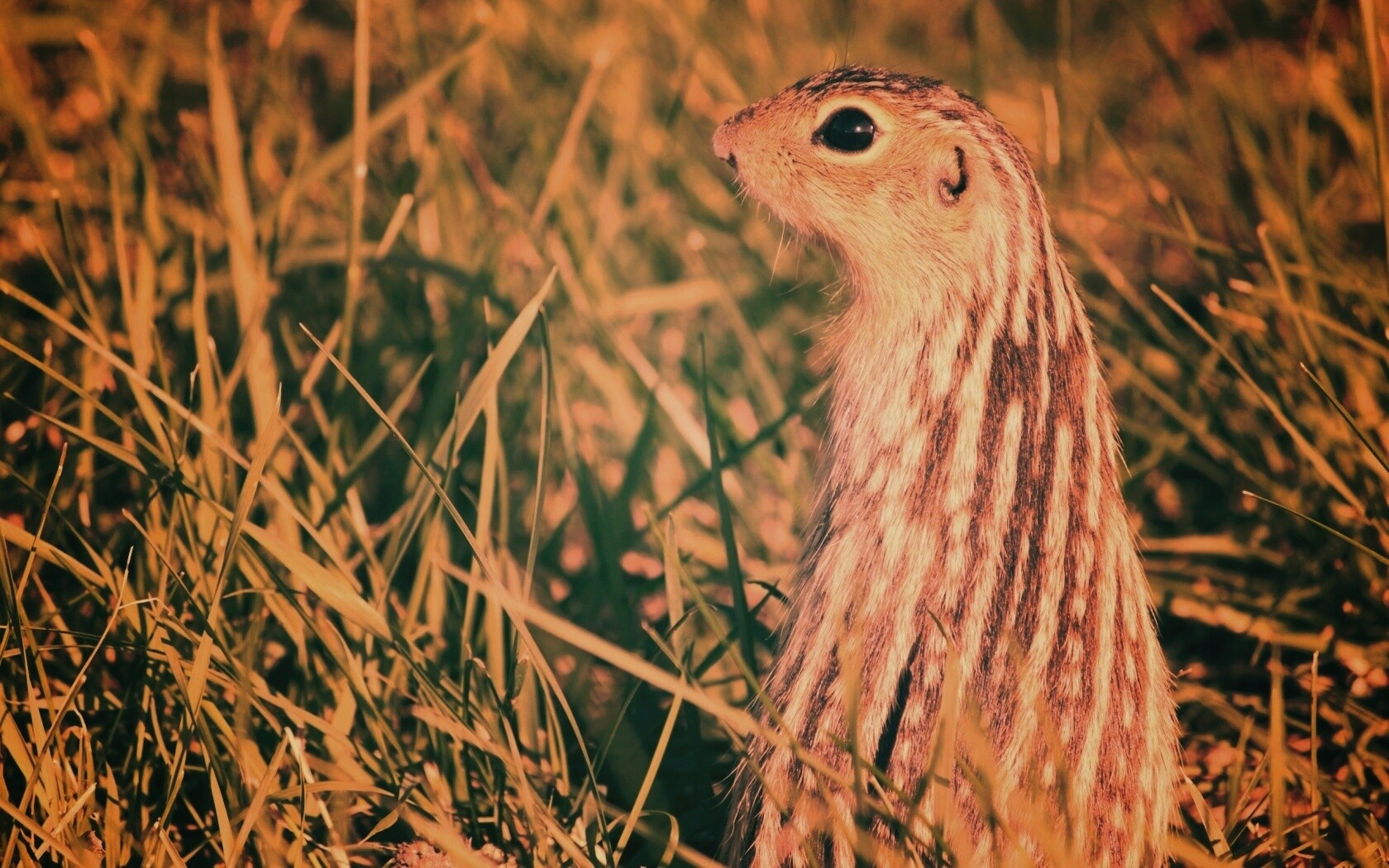 Сурок в стойке обои