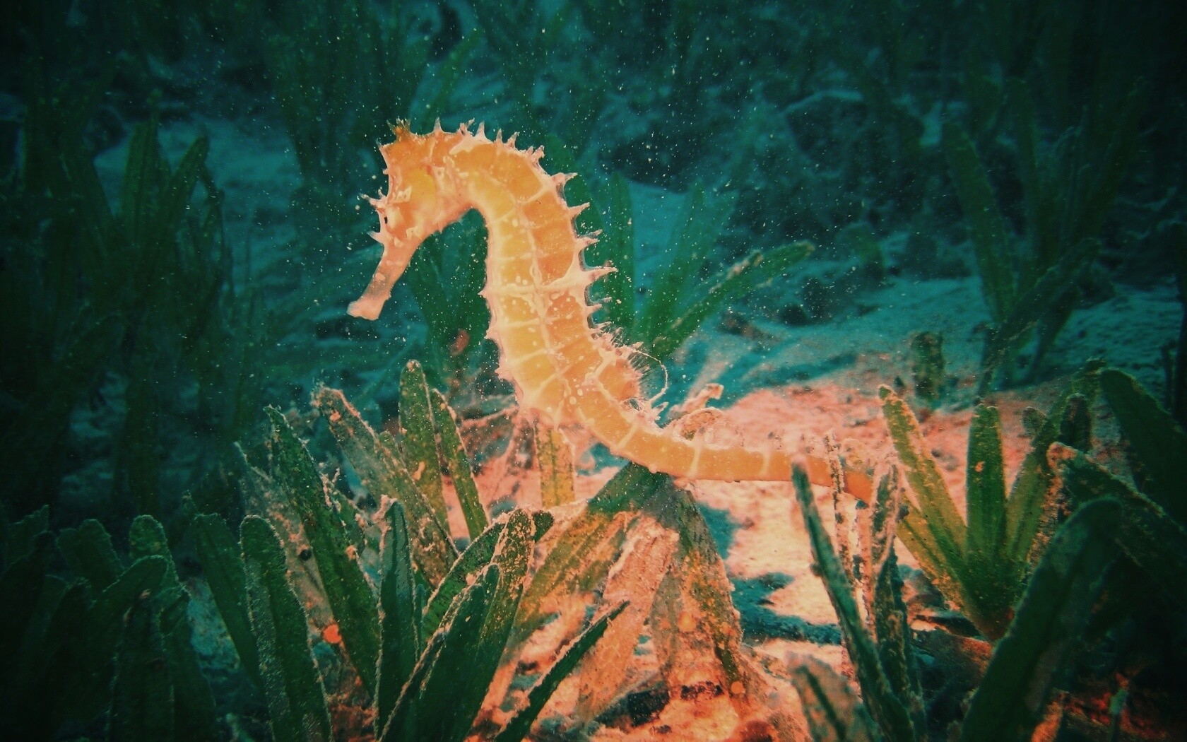 Морской конек обои