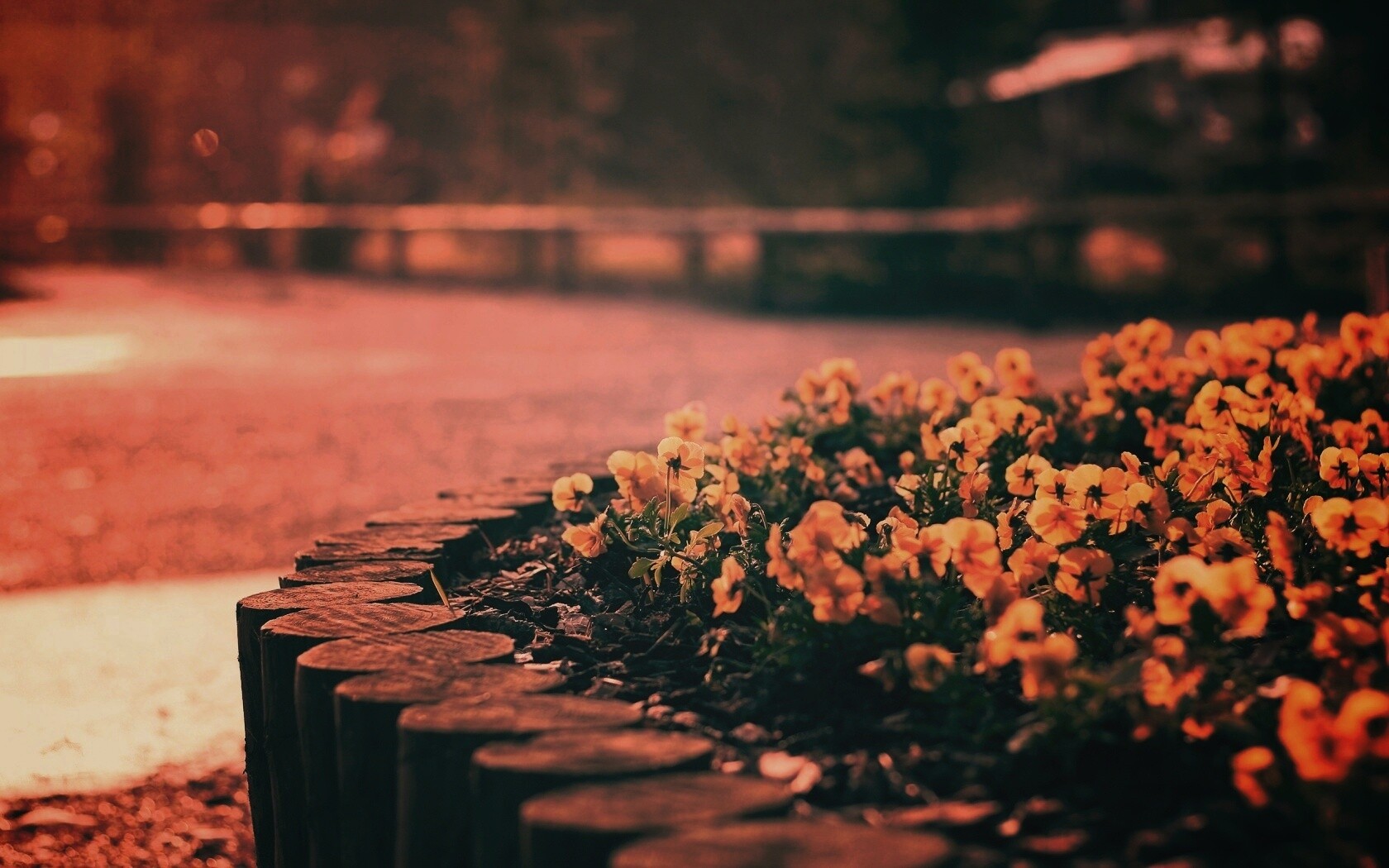 Красивая цветочная клумба обои