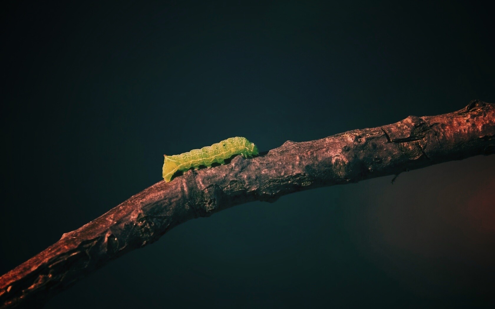 Гусеница на ветке обои