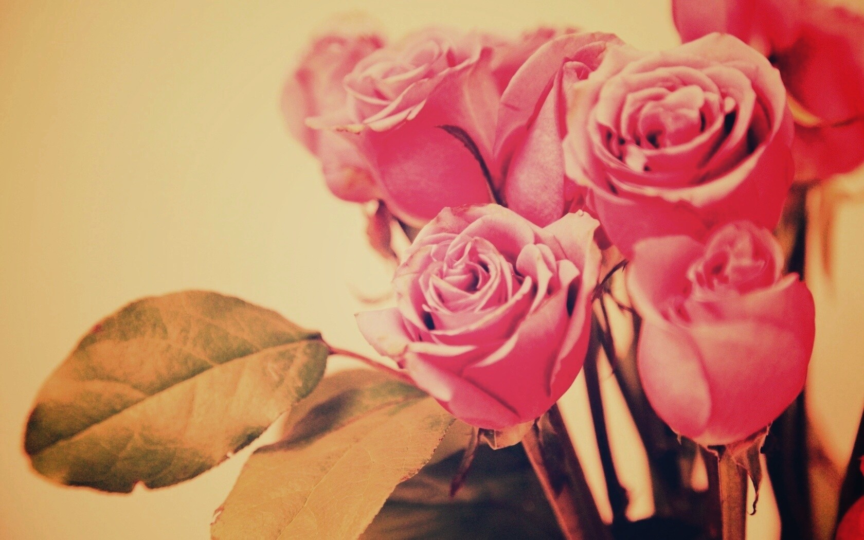 Букет розовых роз обои