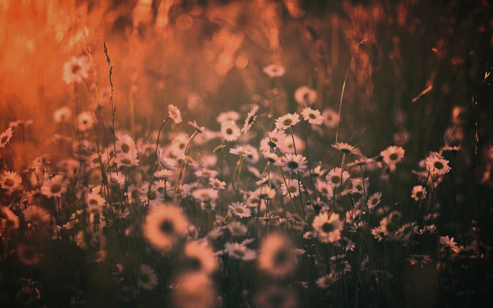 Поле ромашек обои