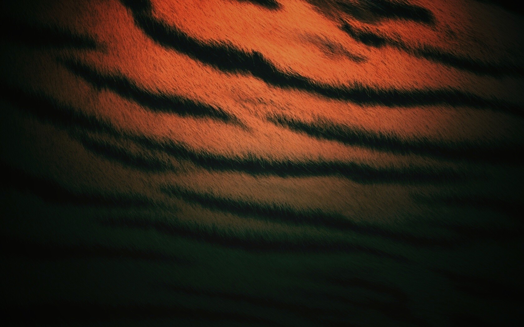 Тигриная шкура обои